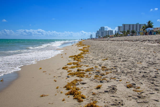istock Hollywood city beach 1471041400