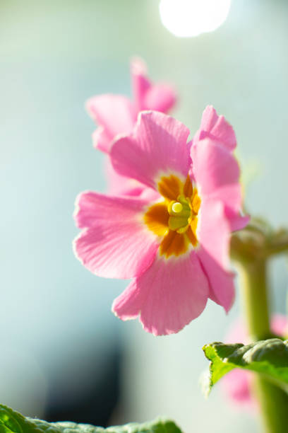 Spring flower, closeup, fresh, outdoors