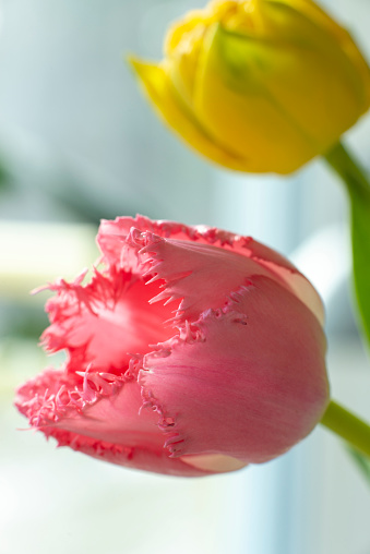 Spring flower, closeup, fresh, outdoors