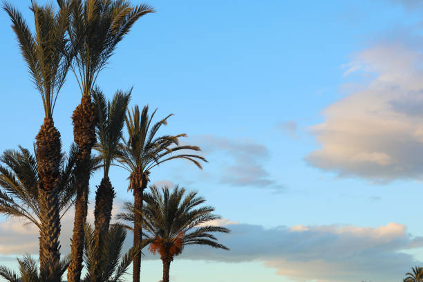 Tropical palm trees against blue sky and white fluffy clouds abstract background. Summer vacation and nature travel adventure concept.