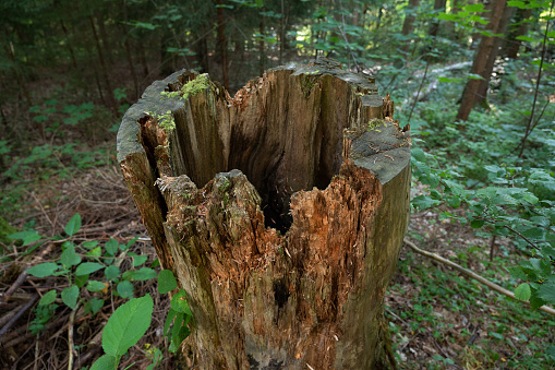 Close focus on surface of cut tree in tropical forest cover by termite nest.