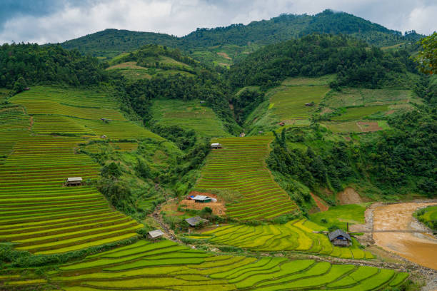 istock Beautiful Dramatic view of growing golden paddy rice field with stream flows through into Mu cang chai local village 1471044213