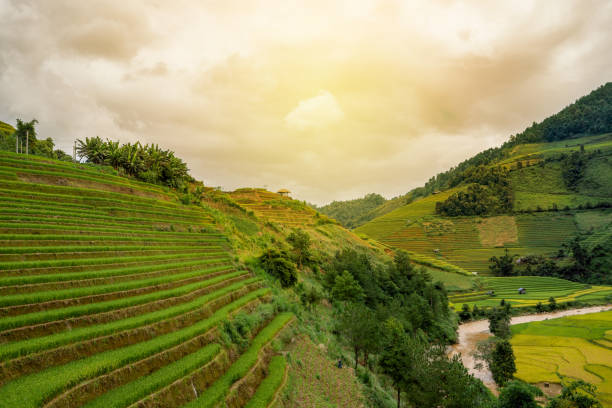 istock Beautiful Dramatic view of growing golden paddy rice field with stream flows through into Mu cang chai local village 1471044238