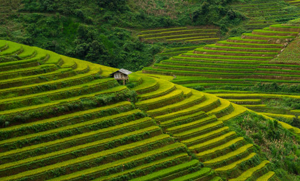 istock Beautiful Dramatic view of growing golden paddy rice field with stream flows through into Mu cang chai local village 1471044263