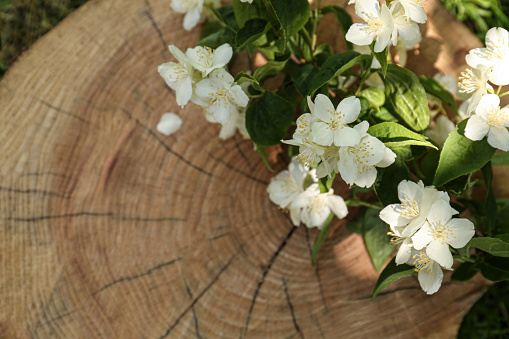 Branches of beautiful jasmine flowers on wooden stump outdoors, above view. Space for text
