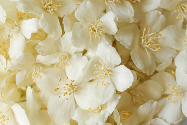 istock Beautiful white jasmine flowers as background, top view 1471045390