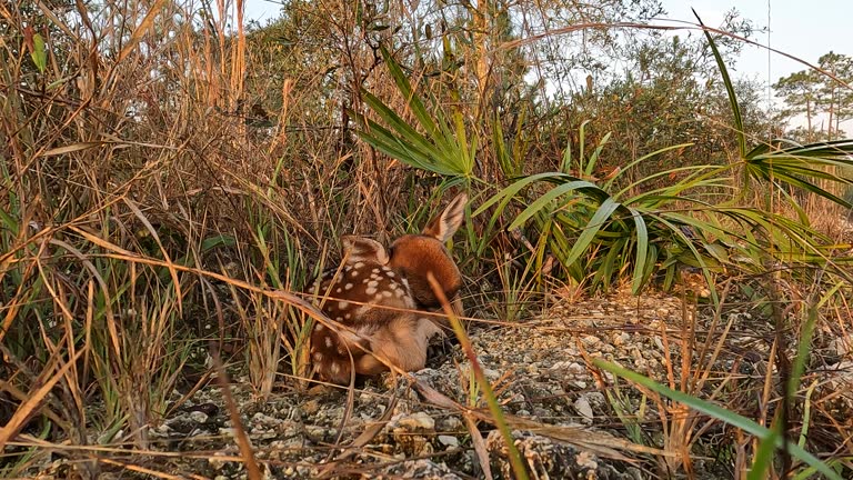 Newborn mottled whitetail deer fawn curled up and resting while hiding in pine forest vegetation, waiting for mom