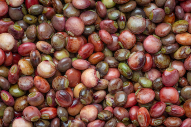 Pigeon peas background spread out fresh out of the pods stock photo