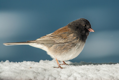 The Dark-Eyed Junco (Junco hyemalis) is the best-known of the juncos, a variety of small grayish sparrow with a dark shoulder and head.  This bird is common across much of temperate North America and in summer ranges far into the Arctic.  This Dark-Eyed Junco was photographed standing in the snow near Walnut Canyon Lakes in Flagstaff, Arizona, USA.