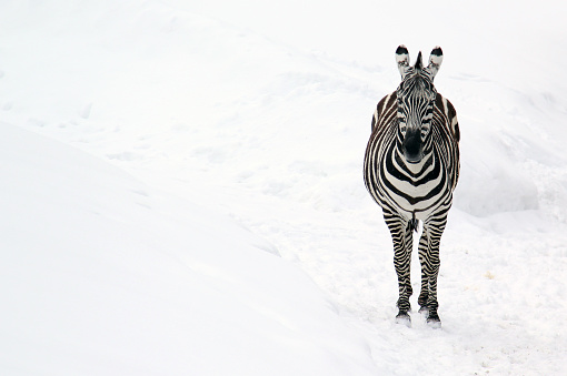 Zebra standing on snow