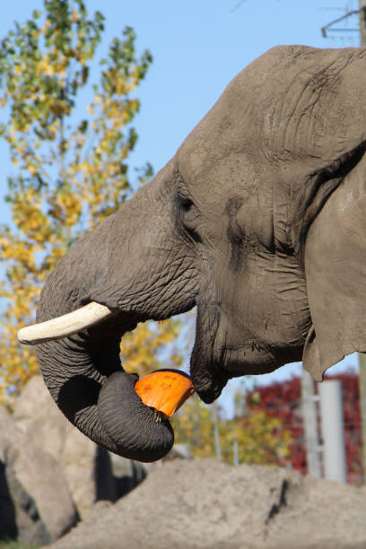 Elephant walking across a dry, rocky enclosure with a forest in the background
