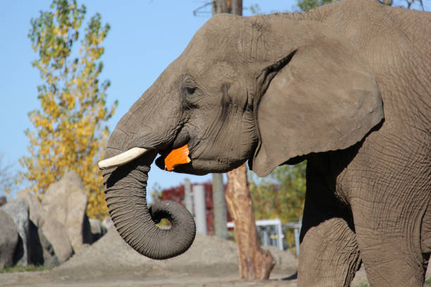 istock Hungry elephant eating a pumpkin 1471052806