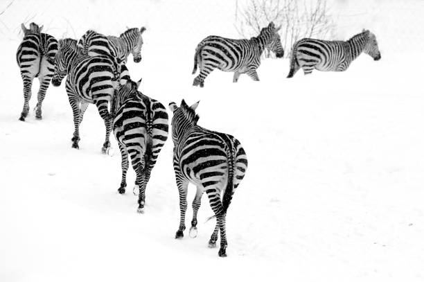 istock Zebras in a row on snow 1471052809