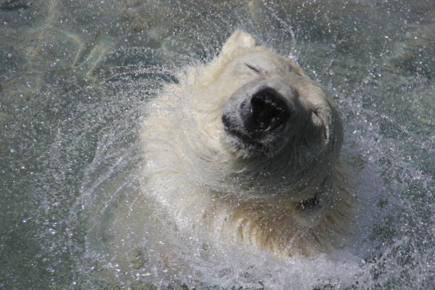 éclaboussure de l’ours blanc - soaking tub photos et images de collection