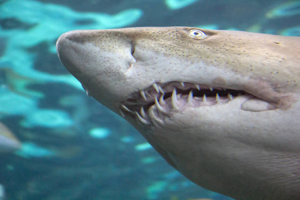 istock View of the shark's teeth 1471052969