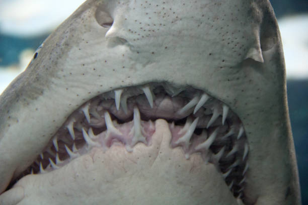 istock View of the shark's teeth 1471052981