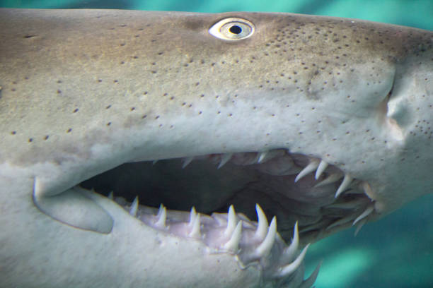 istock View of the shark's teeth 1471053002