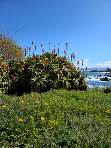istock Plants next to the ocean 1471053123