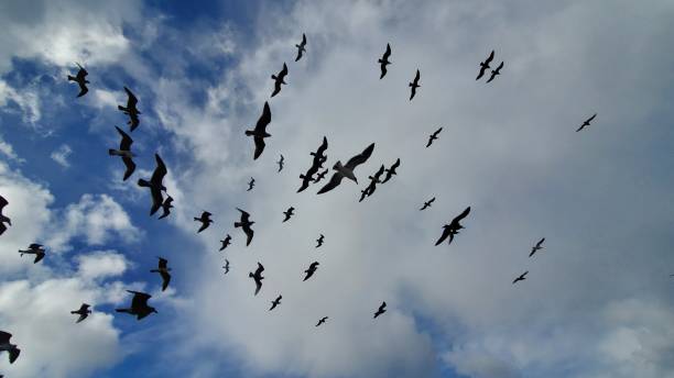 istock Seagulls to the sky 1471054208