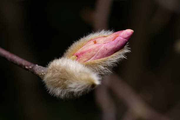Magnoliaceae close up of pink magnolia opening from hairy bud in early march