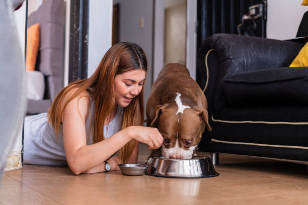 uma mulher está dentro de sua casa sentada no chão da sala com seu filhote, que ela alimenta com seus pratos. - dog multi ethnic group people one person - fotografias e filmes do acervo