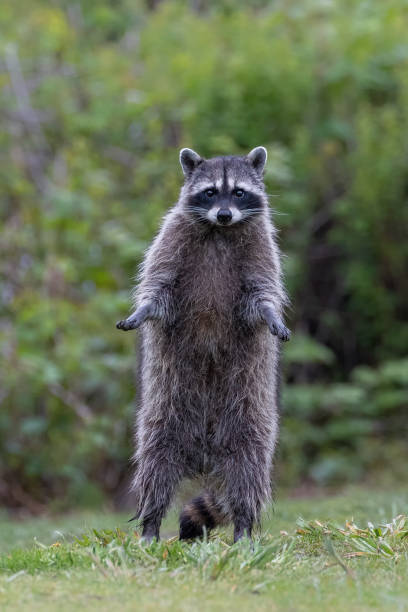 istock Wild Raccoon animal 1471060865