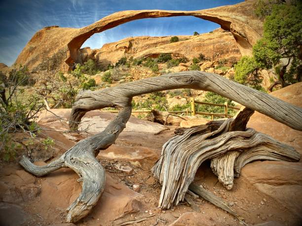 arche paysagère du parc national des arches, reflétée d’en bas par un genévrier noueux de l’utah (juniperus osteosperma). - usa arches national park balanced rock colorado plateau photos et images de collection