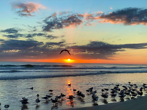 Sunrise over Daytona beach with birds and silhouette￼