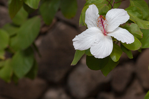 Beautiful flower on the island of Oahu HI