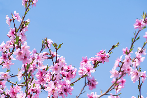 Blue skies and peach blossoms