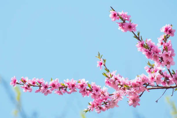 istock Blue skies and peach blossoms 1471064124