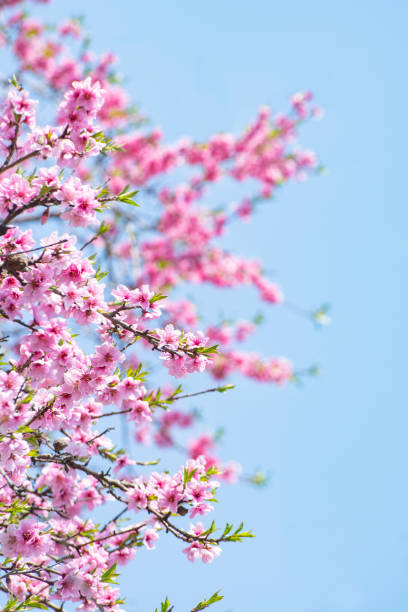 istock Blue skies and peach blossoms 1471064125