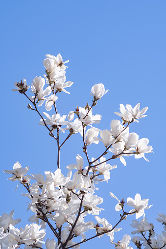 Blue skies and magnolia flowers.