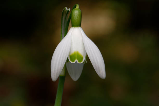 istock close up of single snowdrop 1471064311