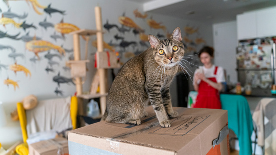 Gray cat is sitting on a box that is packed to move. A young woman in red packed boxes for moving in defocus.