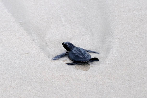 istock Close up Baby turtle 1471072524