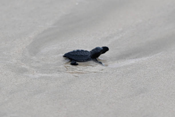 istock Close up Baby turtle 1471072587