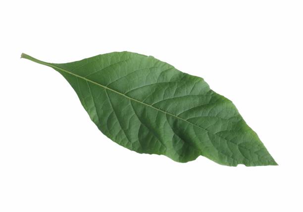 istock Gymnanthemum extensum leaf isolated on white background.bitterleaf tree leaf 1471074273