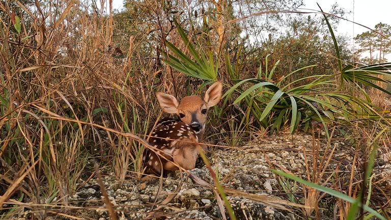 Newborn mottled whitetail deer fawn hiding in pine forest vegetation, waiting for mom