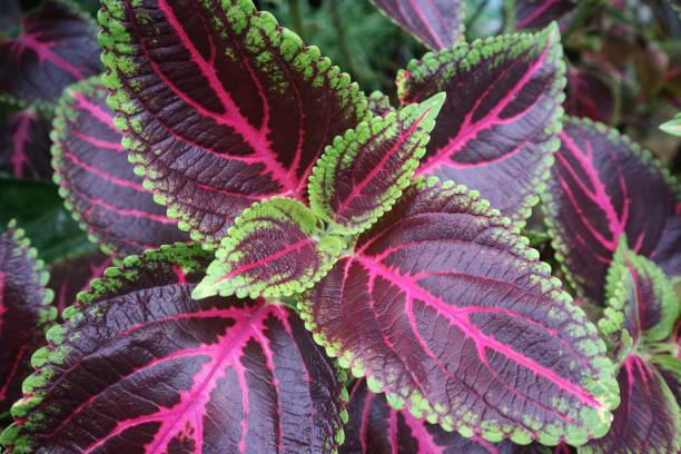 istock Red Miana or Coleus atropurpureus. 1471077436