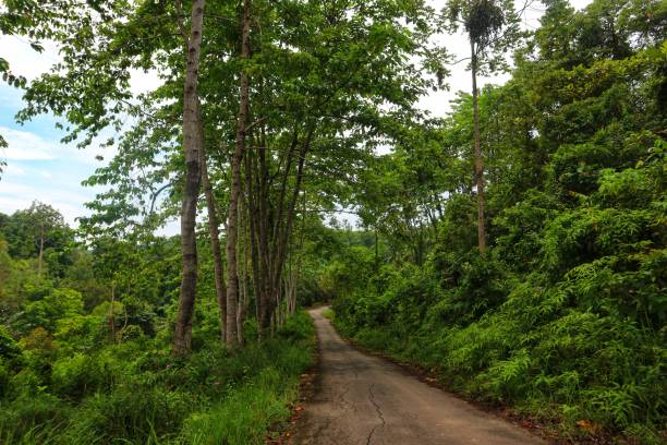 istock paved streets with trees and green grass on each side. 1471077566
