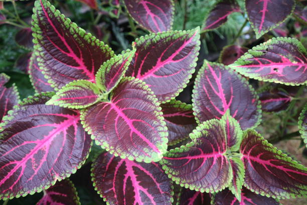 istock Red Miana or Coleus atropurpureus. 1471077985