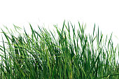 Large tall grass isolated on a white background