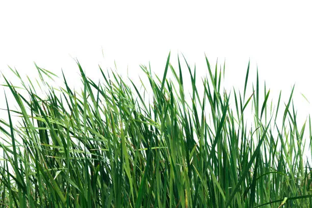 Large tall grass isolated on a white background