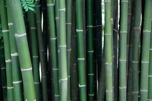 istock Many bamboo trees in bamboo groves 1471078050