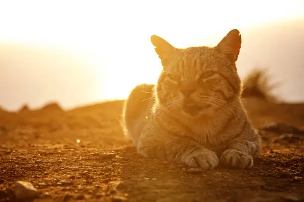 Photo of Happy cat lies on the ground during sunset.