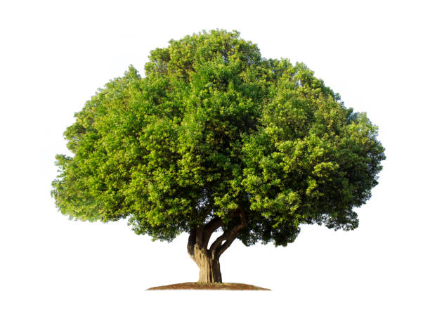 istock Tree isolated on white background with clipping paths for garden design. 1471081267