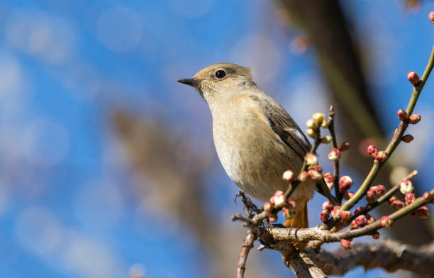 istock Plum Blossoms and Daurian Redstart 1471083223