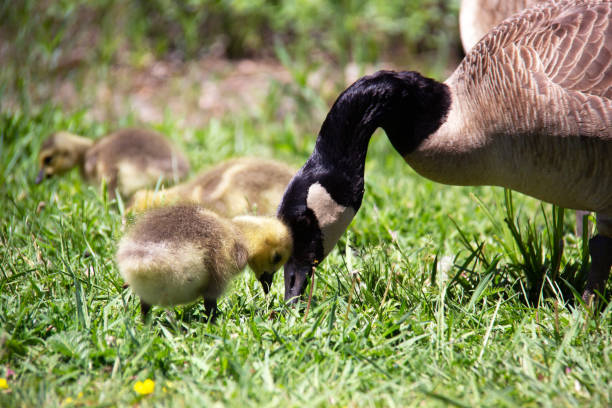istock Love between baby and mother Canada goose 1471083894