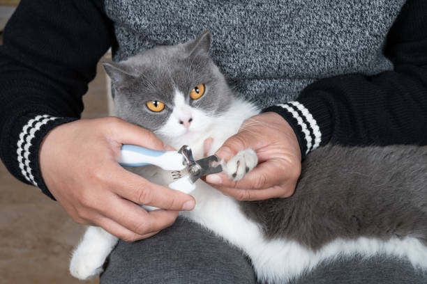 istock man using nail clipper trimming nails for a cat at home 1471085476
